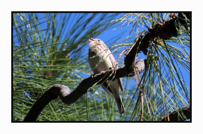 2022-05-03 590 Vesper Sparrow