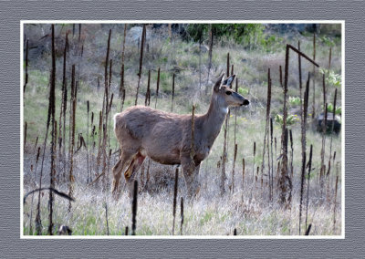 2022-05-03 610 White-tailed Deer