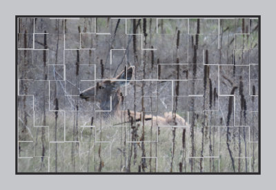 2022-05-03 632 White-tailed Deer Tiled
