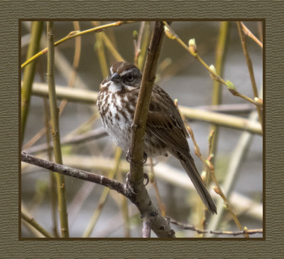 2022-05-06 0661 Song Sparrow