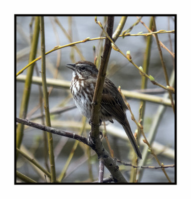 2022-05-06 0659 Song Sparrow