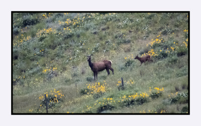 2022-06-08 0893 Cow and Elk Calf