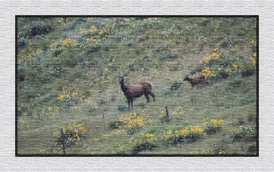 2022-06-08 0893 Cow and Elk Calf Tapestry