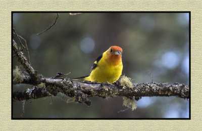 2022-07-15 1108 Western Tanager