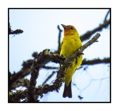 2022-07-15 1104 Western Tanager