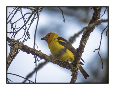 2022-07-15 1109 Western Tanager