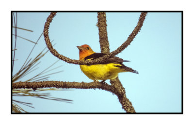 2022-07-15 1111 Western Tanager