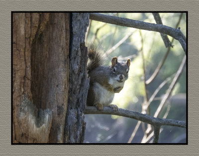 2022-07-20 1208 Kettle River Squirrel