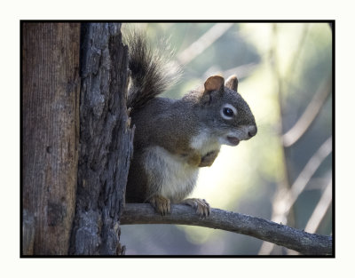 2022-07-20 1209 Kettle River Squirrel