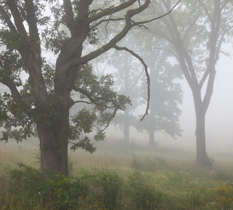 Hillside Morning Fog 