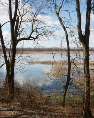 Through the Trees at Dixon Wildfowl Refuge 
