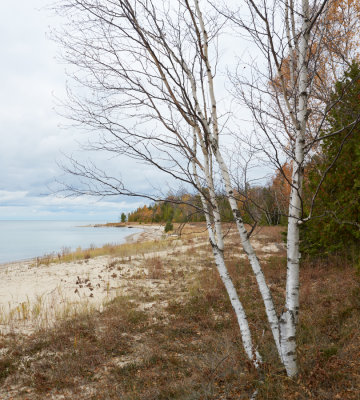 Woods along the Shore 