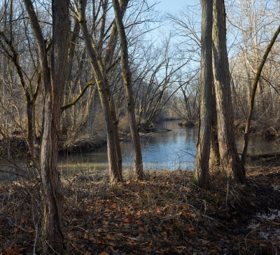 Trees along the Creek