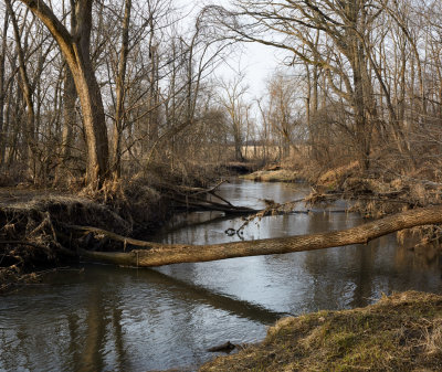 Spring Morning at Adee Woods 