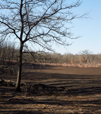 After the Spring Burn