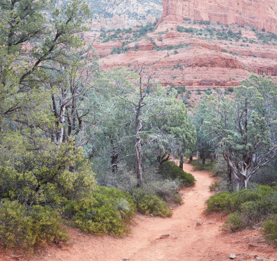Woods along Brins Mesa Trail