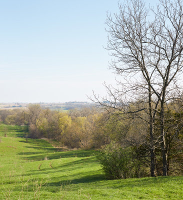 Spring Shadows 