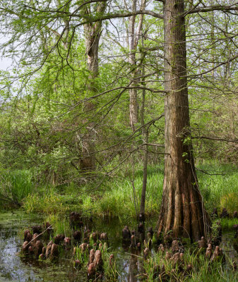 Bald Cypress in May 
