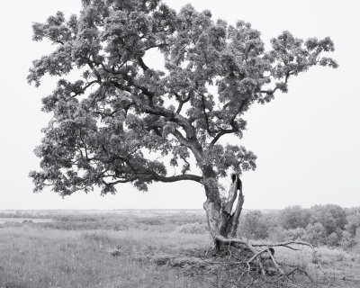 Hilltop Oak 