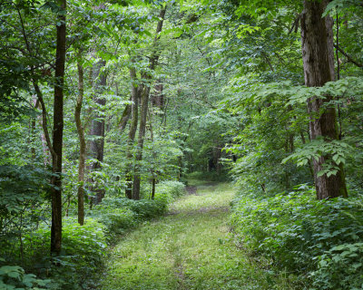 Forest Trail 