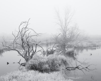 Wetland Fog 