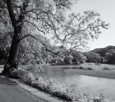 Riverside Sycamore 