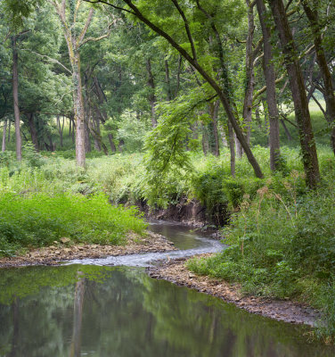 Forest Pool 