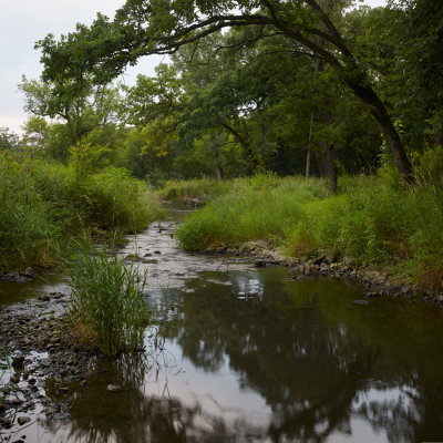 Hall Creek Early Morning 