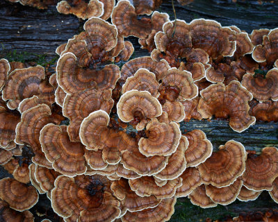 Turkey Tail in the Rain 