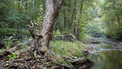 Sycamore along Tomahawk Creek 