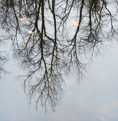 Reflected Treetops 