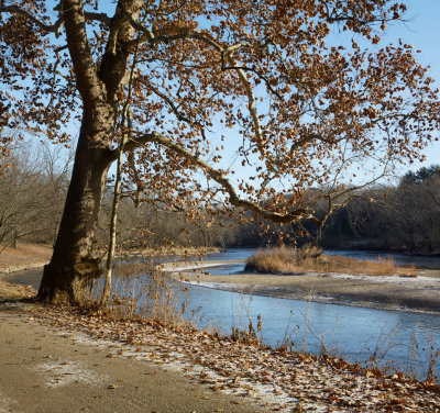 Riverbank Sycamore 