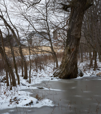 Frozen Frog Pond