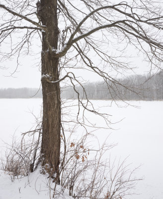 Lakeside Tree in Winter 