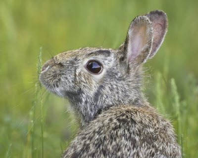 Rabbit Portrait 