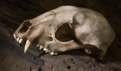 Raccoon Skull 