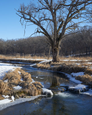 Cottonwood along Hall Creek 