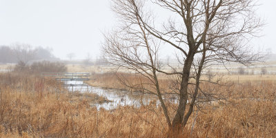Wetland Willow