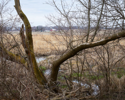 Edge of the Woods