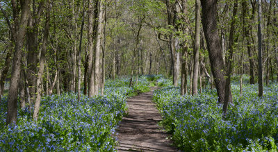 Bluebells at Deer Run