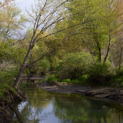 Springtime at Kingsbury Creek