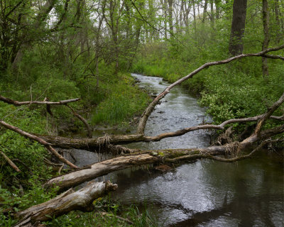 Cloudy Morning at Silver Creek 