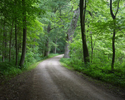 Among the Trees 