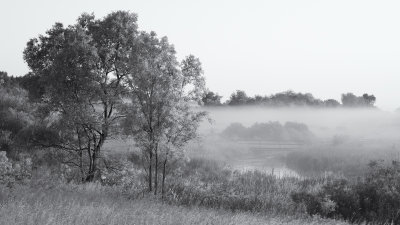 Wetland Morning Fog 