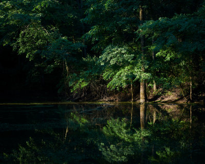 Morning at the Frog Pond 