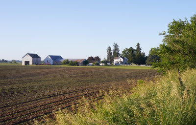 Field of Beans 