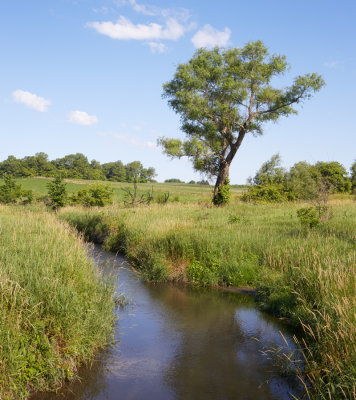 Willow along Mill Creek 