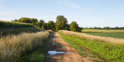 Crops along Woodlawn Road 