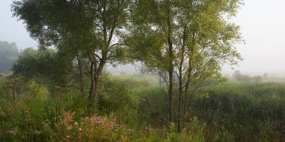 Edge of the Wetland