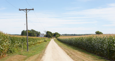 Corn on a Summer Afternoon 